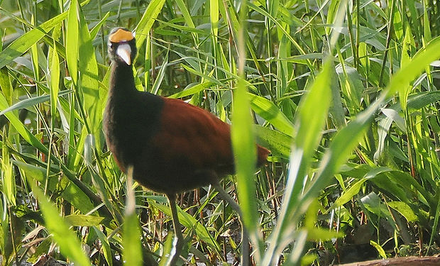 Northern Jacana