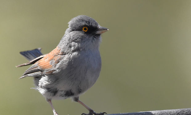Yellow-eyed Junco