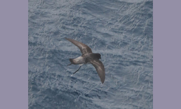 Gray-backed Storm-Petrel