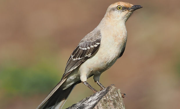 Tropical Mockingbird