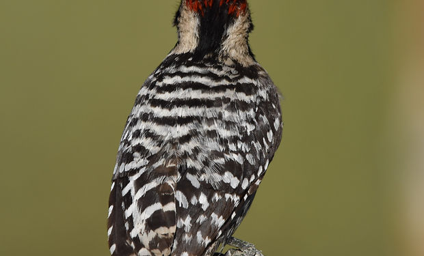 Ladder-backed Woodpecker