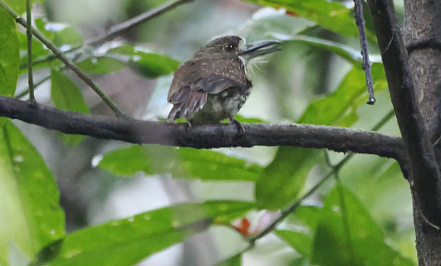 White-whiskered Puffbird
