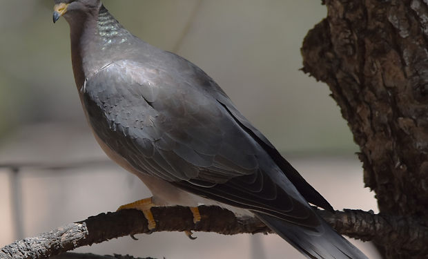 Band-tailed Pigeon