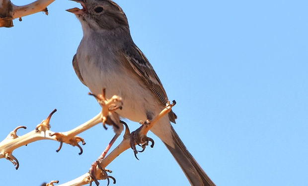 Brewer's Sparrow