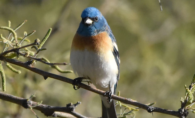 Lazuli Bunting