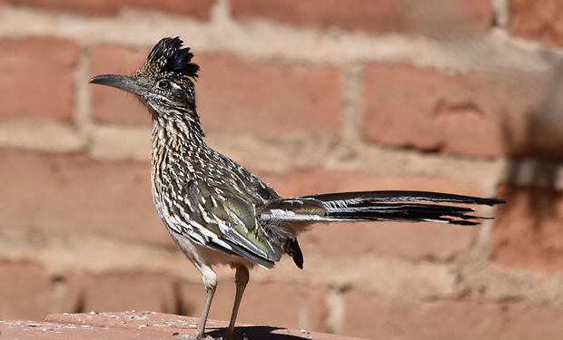 Greater Roadrunner