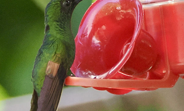 Stripe-tailed Hummingbird