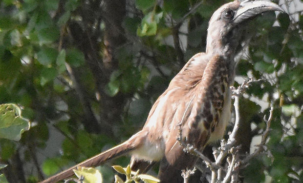 African Gray Hornbill