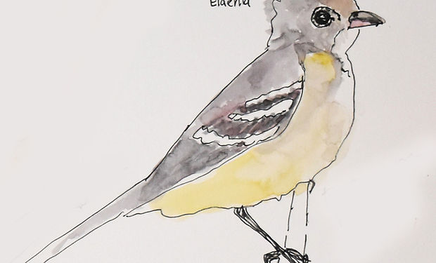 Yellow-bellied Elaenia