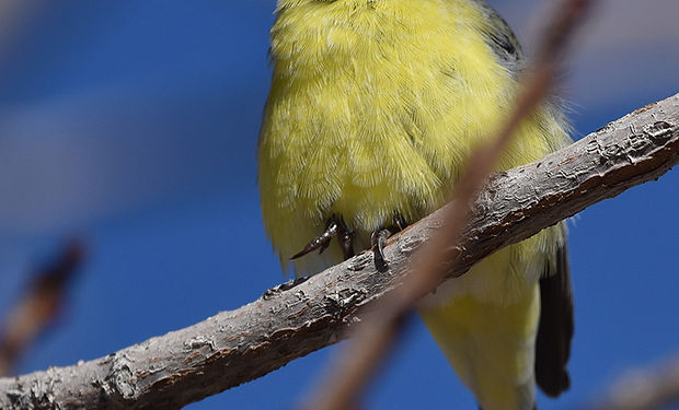 Lesser Goldfinch