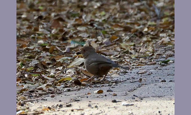 California Towhee