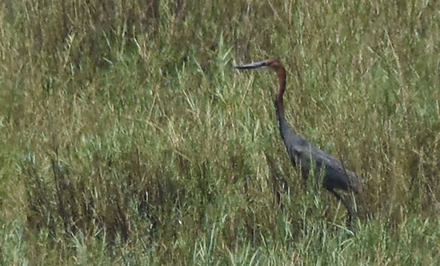 Goliath Heron