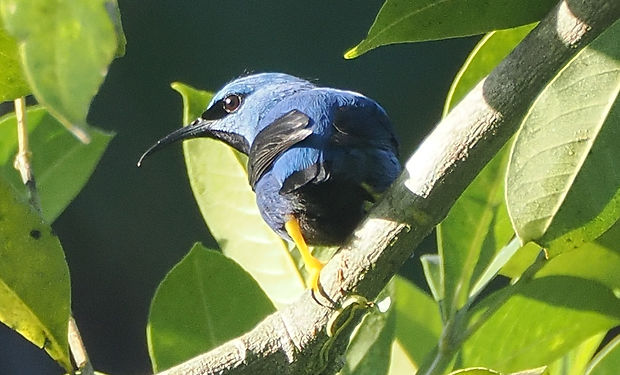 Shining Honeycreeper