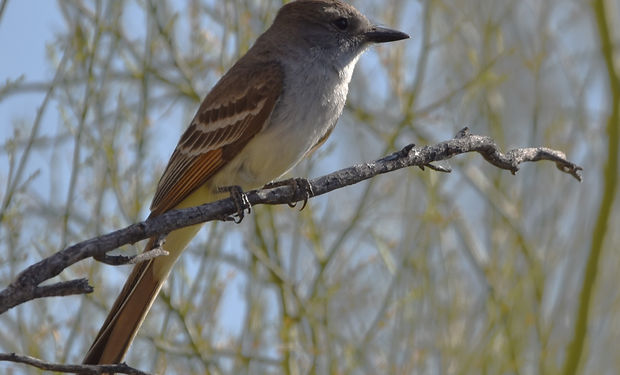 Brown-crested Flycatcher