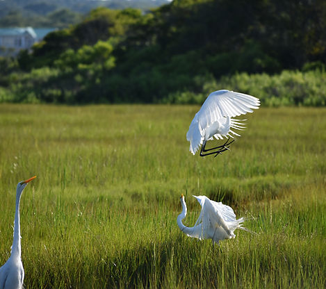 Great Egret
