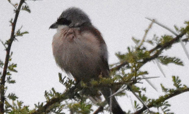 Red-backed Shrike