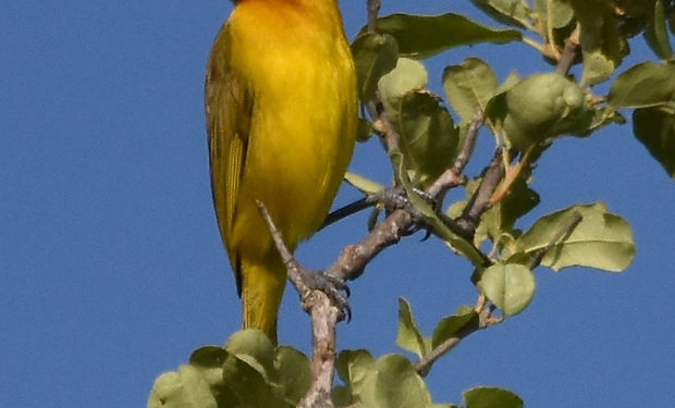 Spectacled Weaver