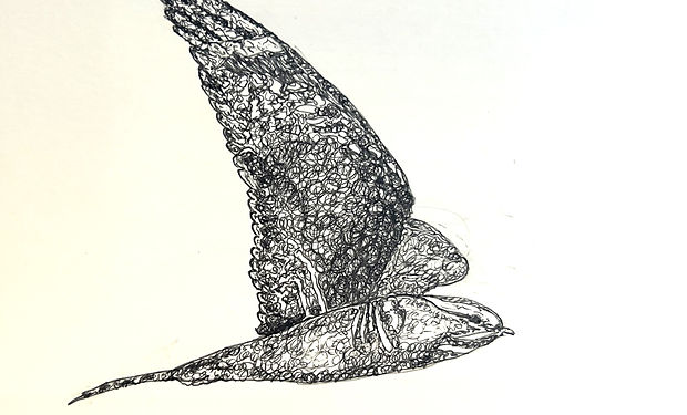 Lesser Nighthawk