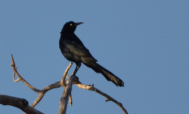 Great-tailed Grackle