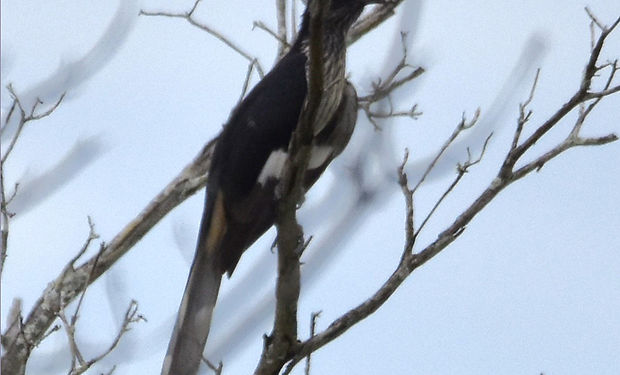 Levaillant's Cuckoo