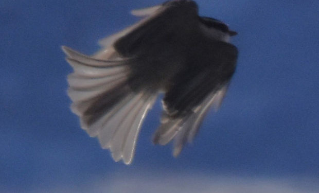 Mountain Chickadee
