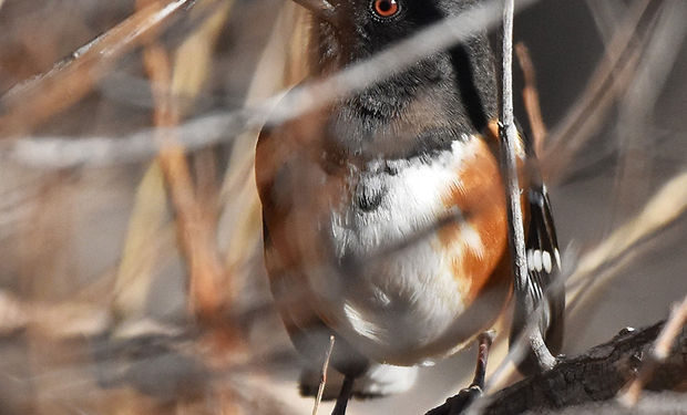 Spotted Towhee