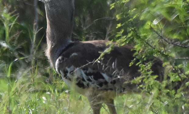 Kori Bustard