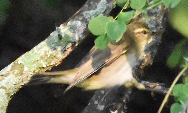 Willow Warbler