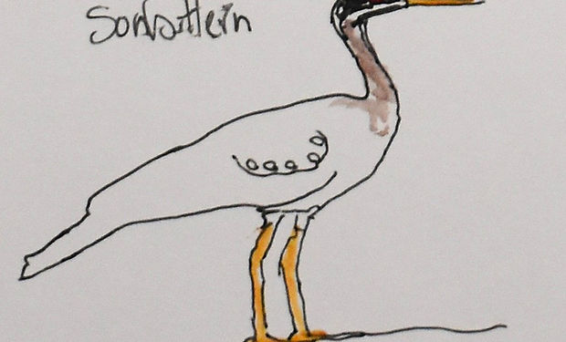 Sunbittern