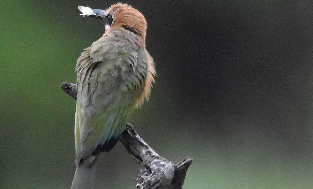 White-fronted Bee-eater