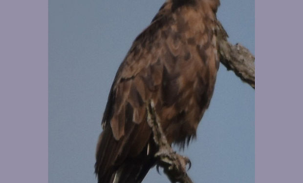 Brown Snake-Eagle