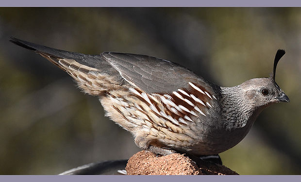 Gambel's Quail