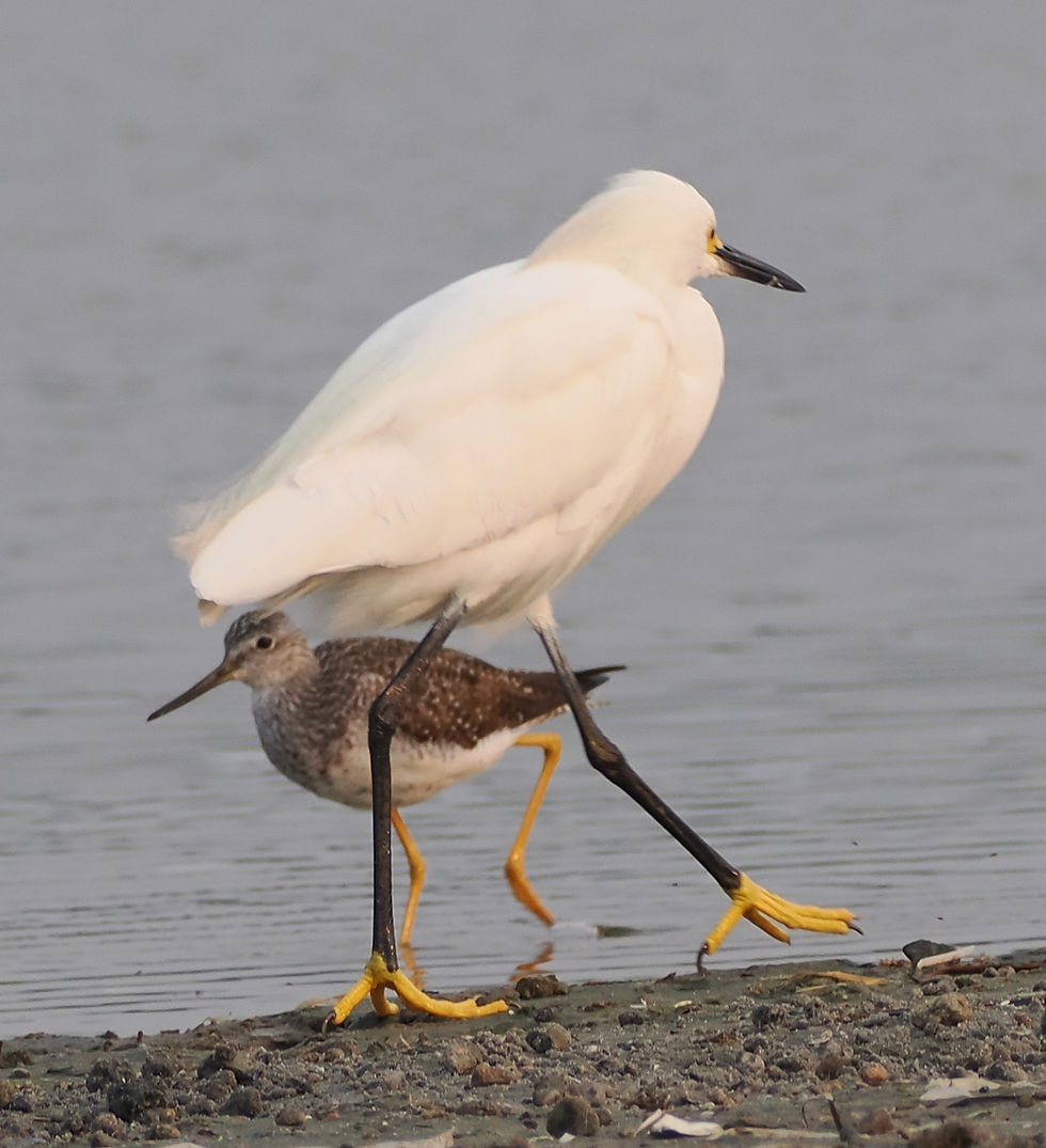 ree