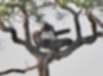 ree