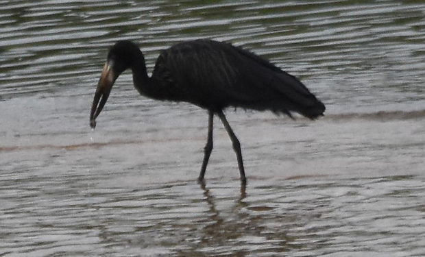 African Openbill
