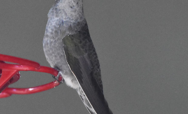 Blue-throated Mountain-gem