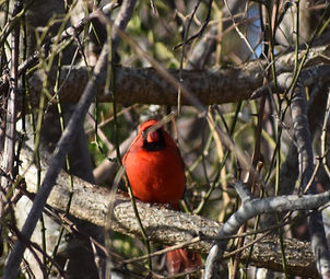 Northern Cardinal