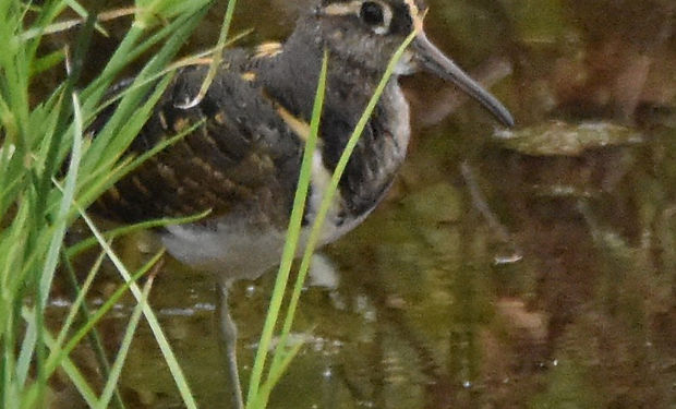 Greater Painted-Snipe