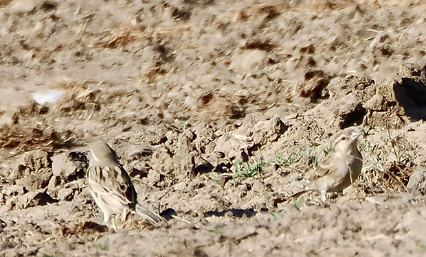 Yellow-throated Bush-sparrow