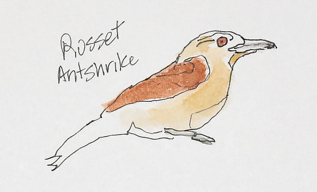 Russet Antshrike