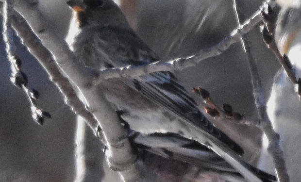 Gray-crowned Rosy-Finch