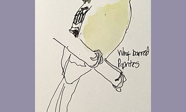 Wing-barred Piprites