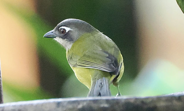 Common Chlorospingus