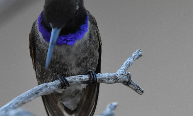 Black-chinned Hummingbird