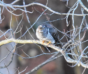 Common Cuckoo