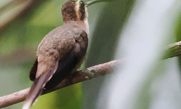 Streak-throated Hermit