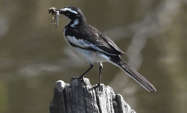 African Pied Wagtail