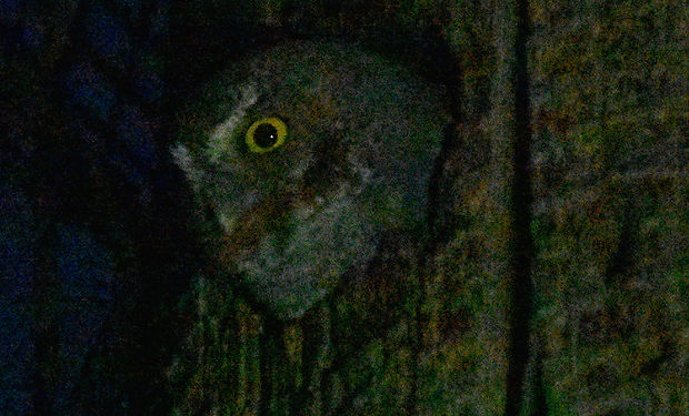 Elf Owl