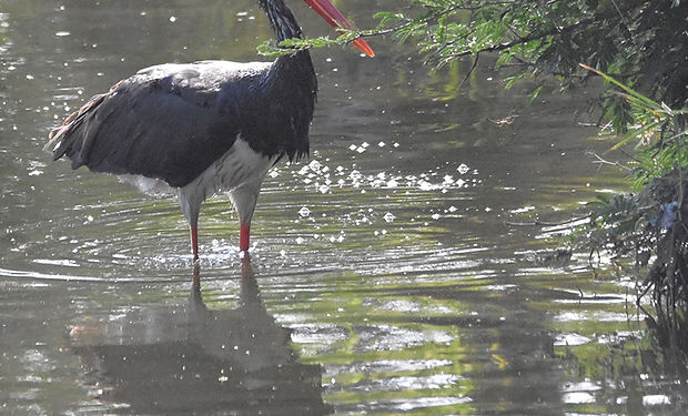 Black Stork