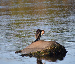 Great Cormorant